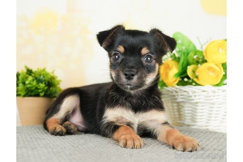 成約済の茨城県のミックス犬-283250の2枚目